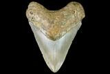 Fossil Megalodon Tooth - North Carolina #109523-1